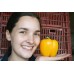 YELLOW CAPSICUM LARGE Size Each  Pukekohe Grown 